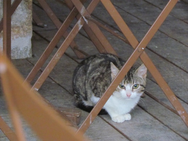 And this sweet little kitty was under the chairs in a closed outdoor cafe on Mont St. Michel. 