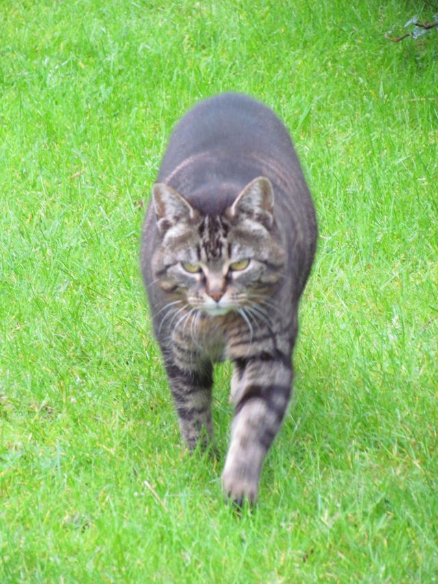This very serious cat came across the wet grass at the cemetery at Normandy. 