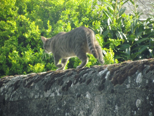 This cat was at one of the chateaus, but now I can't remember which one.