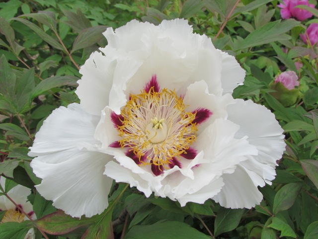 Yes, this too is a peony!