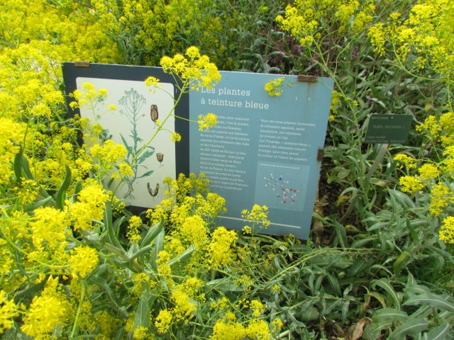 Don't know what this sign says, but it's official: the yellow fields are canola.
