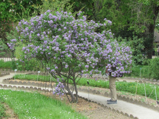 Looks like lilac but it's actually a solanum tree. 